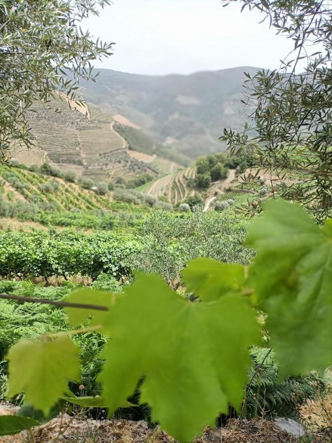 Quinta da Laceira - Douro - Alojamento Local Vila Real Exterior foto